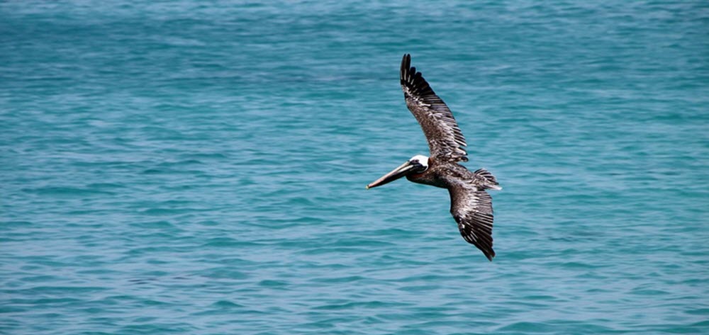 Aruba pelican