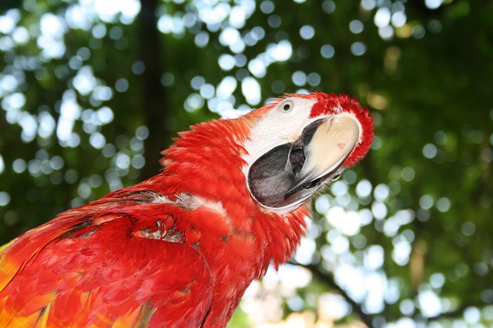 Jamaica parrot