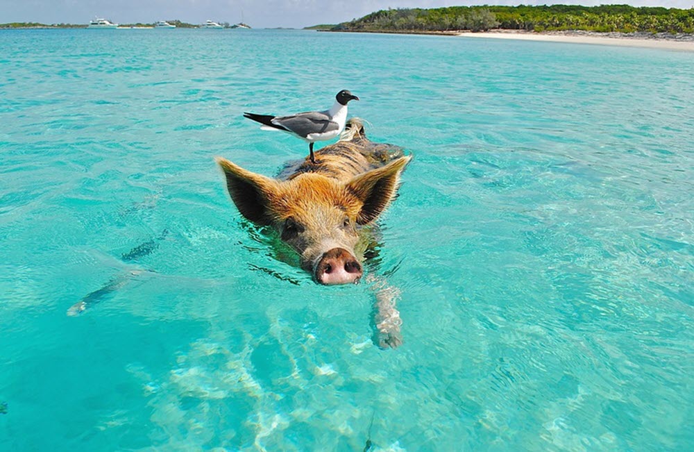 The Bahamas pig